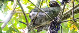 A three toed sloth sleeps in a cecropia tree at Mawamba Lodge on September 21, 2013.