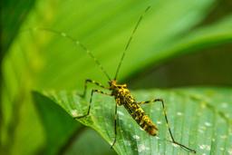 insect celeteste river waterfall tour 28