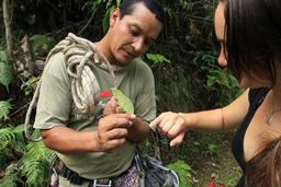 jungle adventure natural herbs 2