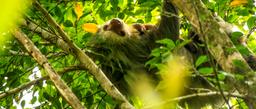A two toed sloth and its baby hang upside down in a tree at Turtle Beach Lodge on September 16, 2013.