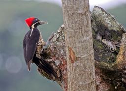 A lineated woodpecker, colloquially known Costa Rica the 'carpenter' bird, searches for food  on March 9, 2013.