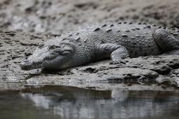 An American crocodile rests on a log on March 22, 2013. More territorial than their caiman counterparts, crocodiles also have narrower snouts and flatter heads.