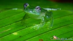 dusty glass frog