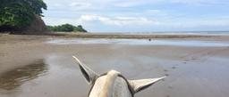 horse ears on ario beach