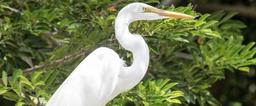 great egret standing 6
