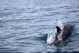 dominical surf dive snorkel dolphin 3