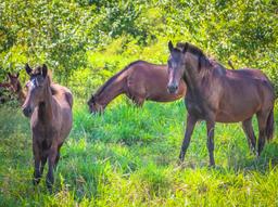horses running wild at rancho tropical