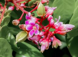 starfruit flowers finca kobo chocolate tour