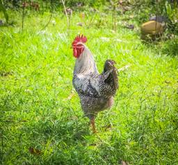 ruster at rancho tropical