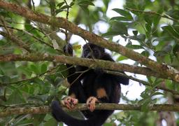 A howler monkey chews on some foliage on March 22, 2013. The monkeys' black fur helps them absorb heat aiding in digestion of their vegetarian diet.