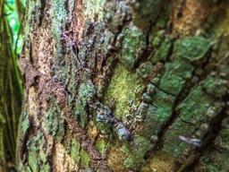 tree bark cabo blanco reserve