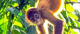 A young spider monkey hangs upside looking for fruit at Turtle Beach Lodge on September 15, 2013.