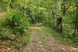caribeans road inside cacao farm 5
