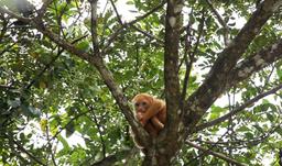 An albino howler monkey, which appears orange, stares down at the boat on March 9, 2013. This special monkey has been accepted by the troupe, but stays close to its mother for protection.