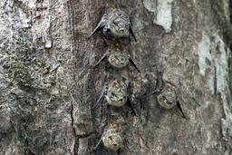 Long nosed bats sleep on the underside of a tree hanging over the river on March 22, 2013. Often found in lines, the bats shake their bodies in unison to look like a snake and ward off predators.