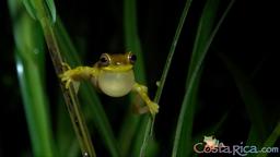 hourglass tree frog