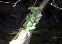 A male green basilisk lizard heats up in the sun on March 9, 2013. Also known as a 'Jesus Christ Lizard' the green basilisk can run 15 feet or more on the surface of the water.