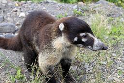 arenal mountain bike coatmundi 5