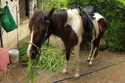 jungle beach horseback tour anya 3