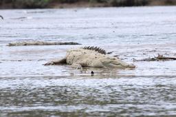 crocodile basking the sun on the beach