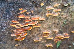 mushrooms growing on a tree trunk