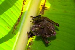 tent making bats tortuguero 3 Edit