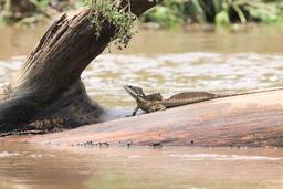 lizard on the tarcoles riverbanks