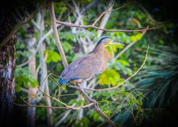 heron agua dulce resort