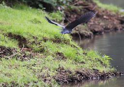 A little blue heron takes flight, startled by the approaching boat on March 9, 2013.