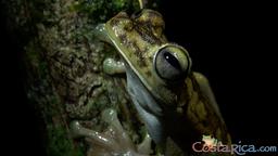gladiator tree frog