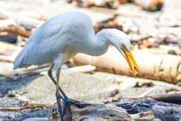 white bird on the sand