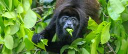 A male howler monkey eats leaves over the Palma Canal on September 21, 2013.