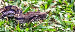 A boa constrictor slithers through the grass at Mawamba Lodge on September 21, 2013.