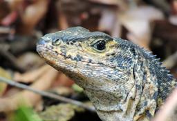 A black spiny tail iguana sits beside the Main Trail on June 30, 2013. 
