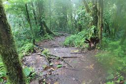 Ascending Cerro Chato on a rainy day on March 6, 2013.