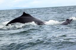 ballena aventura tour mother calf 2