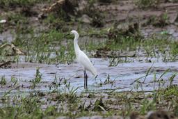 ibis on the tarcoles riverbank