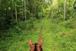 discovery horseback tour secondary forest 4