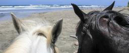 horses pelada beach1