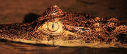A caiman wades in shallow water on a night tour in a canal near Turtle Beach Lodge on September 16, 2013.