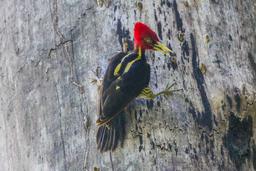 woodpecker looking down cabo blanco reserve