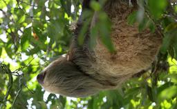 A two toed sloth looks longingly at a seed pod on March 22, 2013. Usually asleep during the day, this sloth woke up in search of a snack.