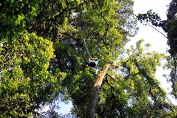 A view from below as a guest rappels down to the forest floor on April 17, 2013.