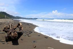 Driftwood washed up on the shore of Dominical Beach on August 18, 2013.