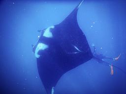 giant manta ray with diver below