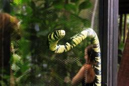 safari canopy tour oriole snake 7