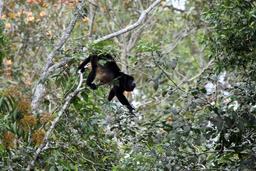 A howler monkey uses its prehensile tail to steady itself while crossing between trees  on March 9, 2013. Named after the sound they make, howler monkeys are the second loudest animal on the planet.