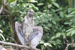 yellow night heron spreadwings 2