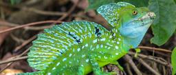 A green basilisk lizard sits in the shade beside the Penitencia River on September 21, 2013.