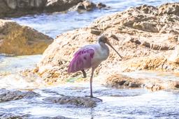 two birds at lajas river mouth